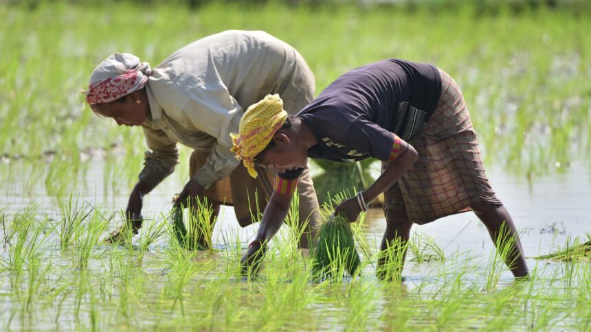 India's rice export ban to impact millions in Asia, Africa, Middle East