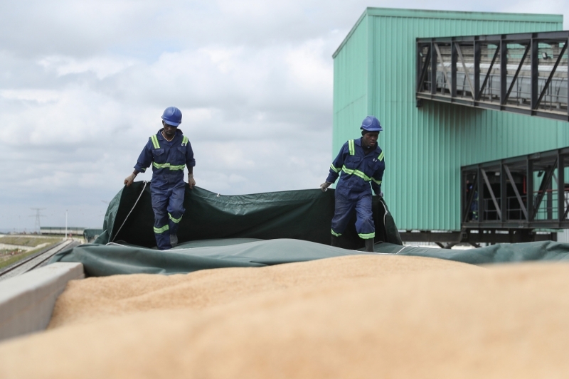 Workers uncover the canvas covering the grain transported on Grain Bulk Handlers