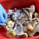 Mushroom Poisoning Suspected in 3 Deaths, Australia Police Say