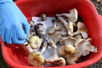 Mushroom Poisoning Suspected in 3 Deaths, Australia Police Say