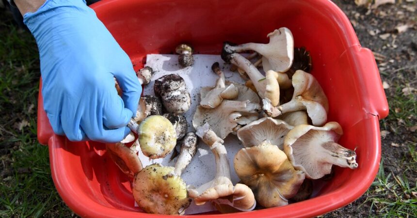 Mushroom Poisoning Suspected in 3 Deaths, Australia Police Say