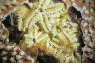 New Antarctic Starfish Are Doting Parents and Vicious Predators