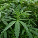 Poseidon Dynamic Cannabis ETF to close as investor interest wanes