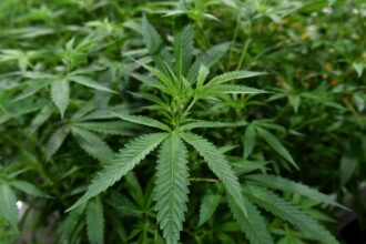 Poseidon Dynamic Cannabis ETF to close as investor interest wanes