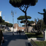 Rome’s Umbrella Pines Are in Danger