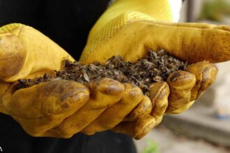 Roundup Weed Killer Called Out as a Bee Killer