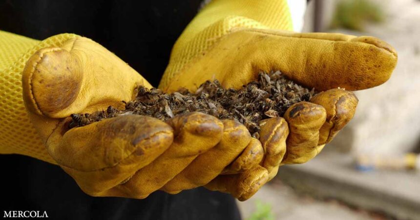 Roundup Weed Killer Called Out as a Bee Killer