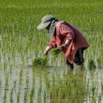 Thailand wants its farmers to plant less rice to save water