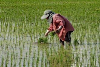 Thailand wants its farmers to plant less rice to save water