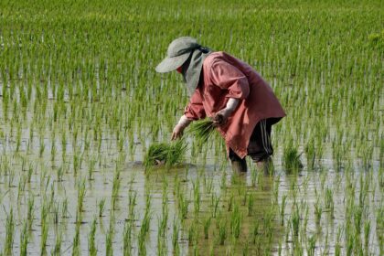 Thailand wants its farmers to plant less rice to save water