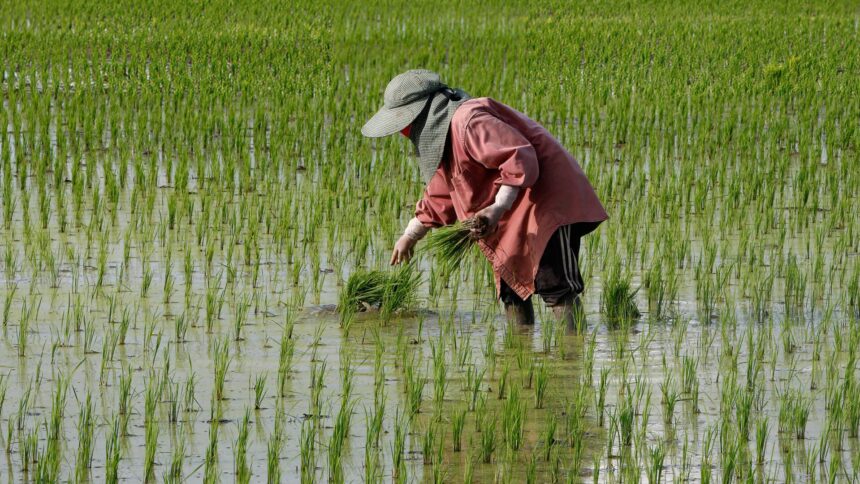 Thailand wants its farmers to plant less rice to save water