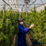 Thailand’s Marijuana Business Is Growing Despite Regulatory Risks