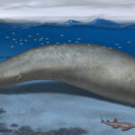 This Ancient Whale May Have Been the Heaviest Animal Ever