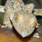 This Gecko’s Camouflage Is So Good, It Masqueraded as Another Species