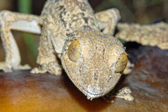 This Gecko’s Camouflage Is So Good, It Masqueraded as Another Species