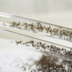 Updates on the GMO Mosquito Release