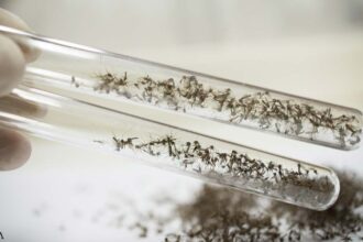 Updates on the GMO Mosquito Release