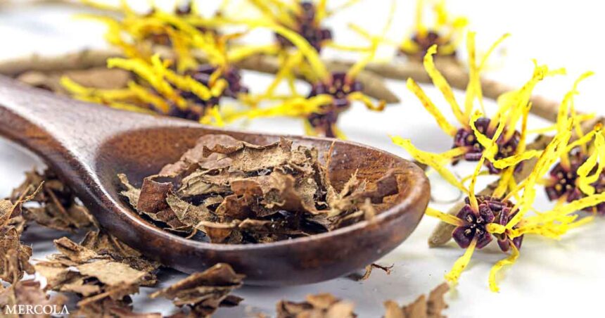 Why Witch Hazel Is Great for Your Skin