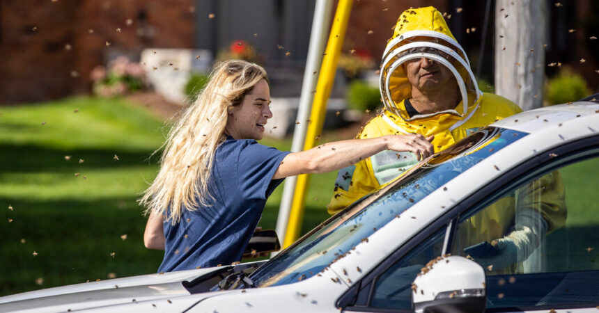 ‘Bee Emergency’: How Beekeepers Got 5 Million Bees Off a Road in Canada