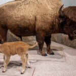 Arsenic Preserved the Animals, But Killed the Museum