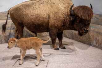 Arsenic Preserved the Animals, But Killed the Museum