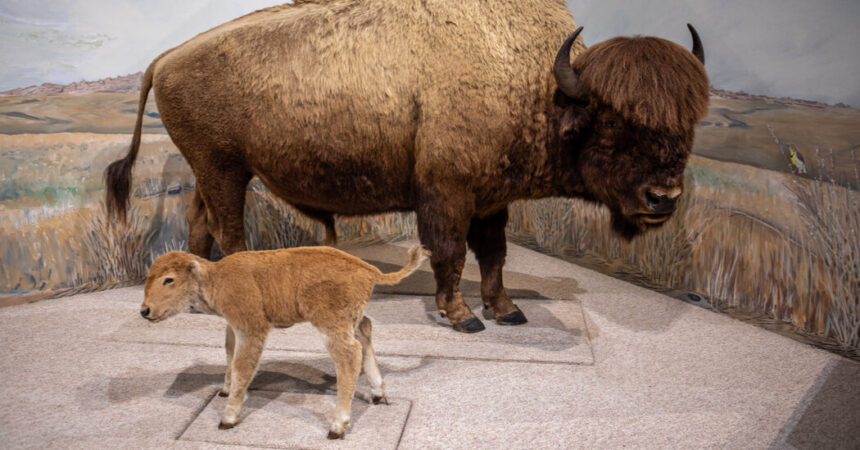 Arsenic Preserved the Animals, But Killed the Museum