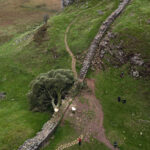 Beloved Tree in England Is Felled in ‘Act of Vandalism’