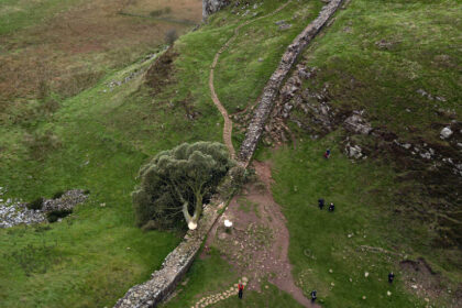 Beloved Tree in England Is Felled in ‘Act of Vandalism’