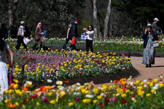 Previewing a Spring of Culture in Australia