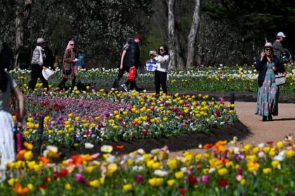 Previewing a Spring of Culture in Australia