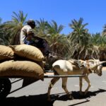 Sudan : Sudan's crucial farming sector on point of collapse amid civil war