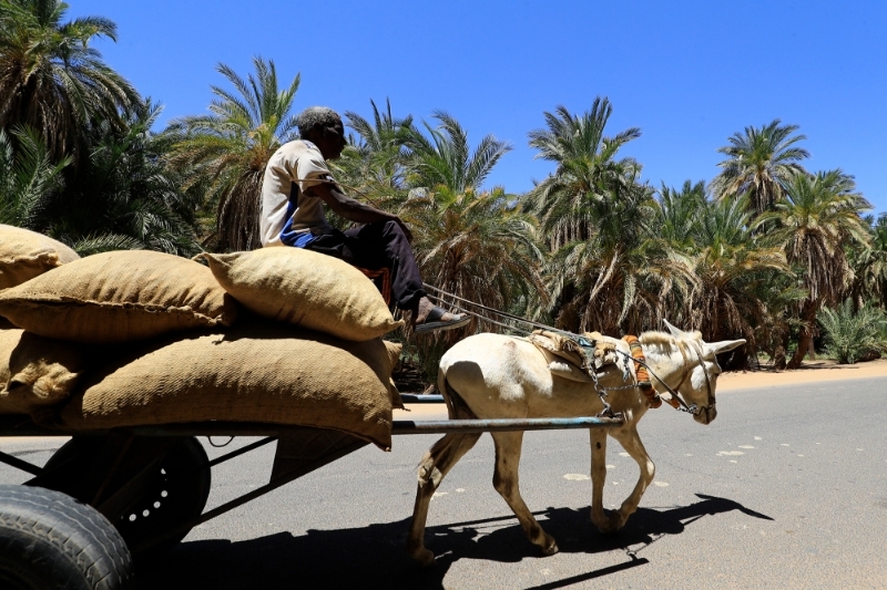 Sudan : Sudan's crucial farming sector on point of collapse amid civil war