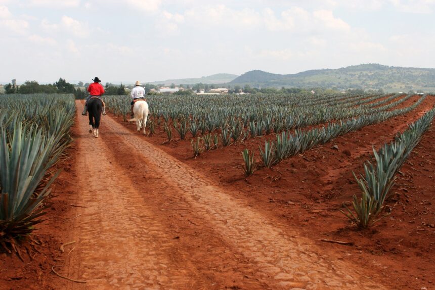 Agave