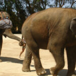 To Knock an Elephant Off Balance, Bring Out a Giant Blindfold