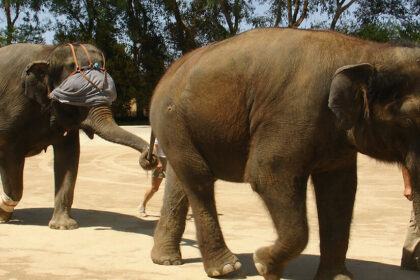 To Knock an Elephant Off Balance, Bring Out a Giant Blindfold