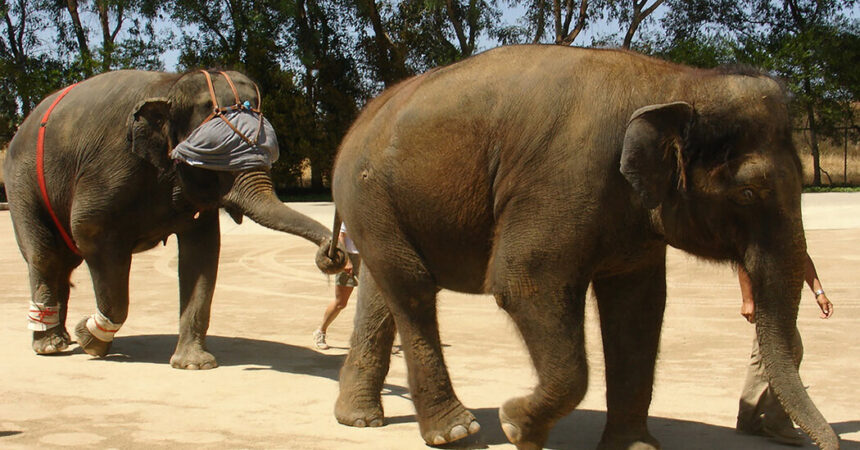 To Knock an Elephant Off Balance, Bring Out a Giant Blindfold