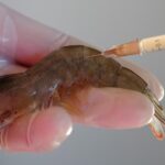 mRNA Vaccines Now Headed for Shrimp