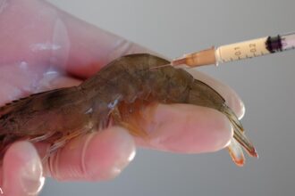 mRNA Vaccines Now Headed for Shrimp