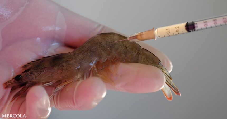 mRNA Vaccines Now Headed for Shrimp