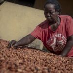 Cocoa farmers face mounting challenges as El Nino rages on