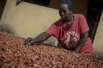 Cocoa farmers face mounting challenges as El Nino rages on