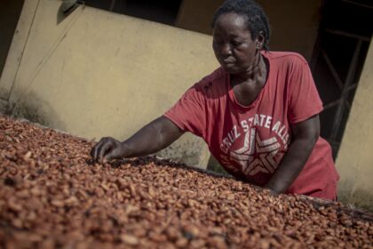 Cocoa farmers face mounting challenges as El Nino rages on