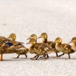 Ducks in a Row, All Jabbed With Bird Flu Vaccine