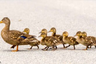 Ducks in a Row, All Jabbed With Bird Flu Vaccine