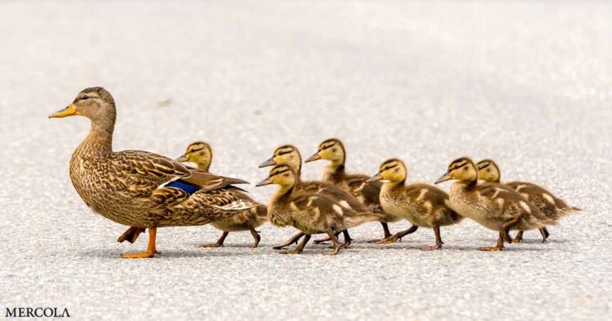 Ducks in a Row, All Jabbed With Bird Flu Vaccine