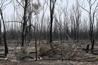 How Are You Preparing for a Summer of Fires?
