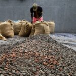 A farmer works with cocoa beans at a farm in Adzope town, southern Ivory Coast, 13 October 2023.