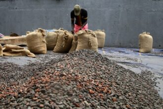 A farmer works with cocoa beans at a farm in Adzope town, southern Ivory Coast, 13 October 2023.