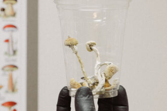 Psychedelic Mushrooms Hit the Market in Oregon