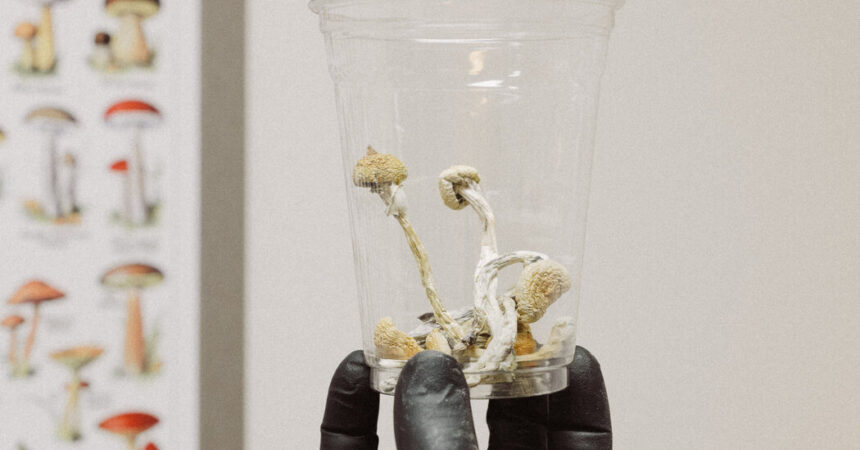 Psychedelic Mushrooms Hit the Market in Oregon